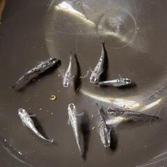 クラウドグレーダイヤ針子25匹【あやの様】