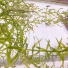 グッピー　稚魚🐟✨15匹　の画像