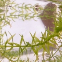 グッピー　稚魚🐟✨15匹　の画像