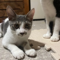 子猫　生後4〜5ヶ月