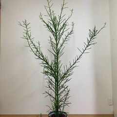 ≪お譲り先内定済み≫　観葉植物　ユーフォルビア