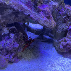 カクレクマノミ、デバスズメダイ などの画像