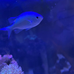 カクレクマノミ、デバスズメダイ などの画像