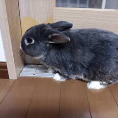 ネザーランドドワーフ