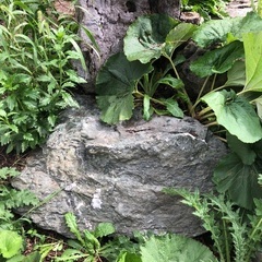 庭石の画像