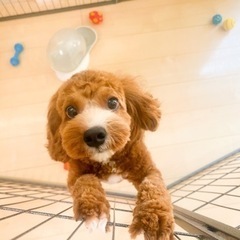 【決定】プードル×キャバリア