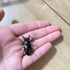 売約済み】ミクラミヤマペア♂黄紋（御蔵島産）ミクラ