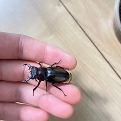 売約済み】ミクラミヤマ ペア ♂黄紋（御蔵島産）ミクラミヤマクワガタ