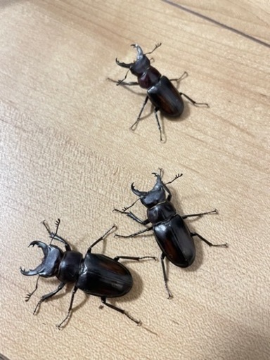 ミクラミヤマ ペア（御蔵島産） CBF5 クワガタ