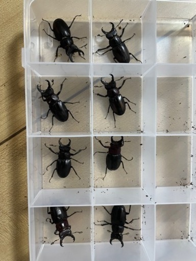 ミクラミヤマ　ペア　（御蔵島産）ミクラミヤマクワガタ　クワガタ