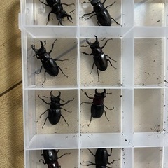 ミクラミヤマ ペア（御蔵島産） CBF5 クワガタ