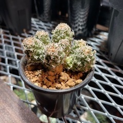 ツルビニカルプス サボテン 観葉植物 の画像