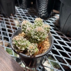 ツルビニカルプス サボテン 観葉植物 