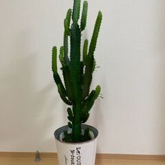 ≪お譲り先内定済み≫　観葉植物　多肉植物　大雲閣（ダイウンカク）の画像