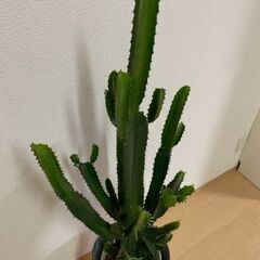 ≪お譲り先内定済み≫　観葉植物　多肉植物　大雲閣（ダイウンカク）の画像