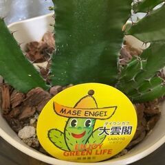 ≪お譲り先内定済み≫　観葉植物　多肉植物　大雲閣（ダイウンカク）の画像