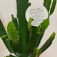 ≪お譲り先内定済み≫　観葉植物　多肉植物　大雲閣（ダイウンカク）の画像