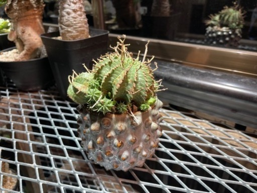 スーパーバリダ群生 ユーフォルビア 観葉植物