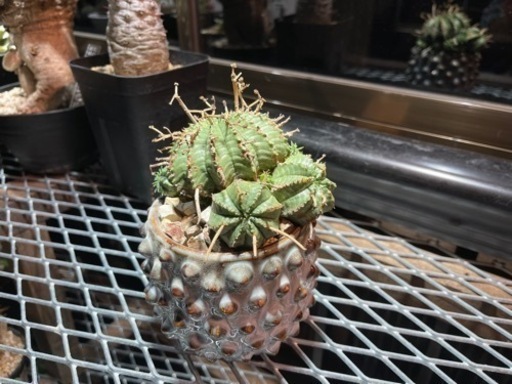 スーパーバリダ群生 ユーフォルビア 観葉植物 