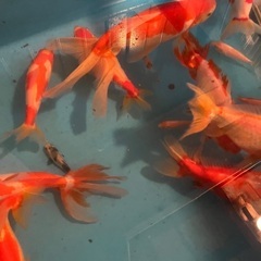 訳あり　ジャンボ獅子頭　全部まとめての画像