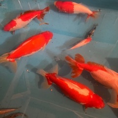 訳あり　ジャンボ獅子頭　全部まとめての画像