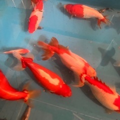 訳あり　ジャンボ獅子頭　全部まとめての画像