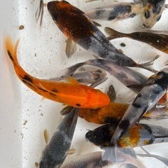 錦鯉　５cm くらい　1匹