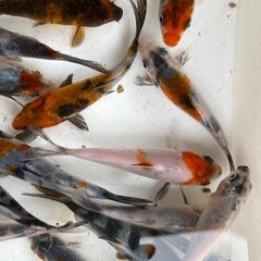 錦鯉　５cm くらい　1匹の画像