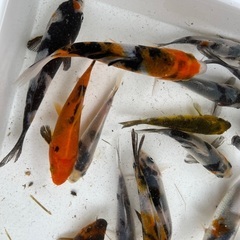 錦鯉　５cm くらい　1匹の画像