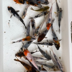 錦鯉　５cm くらい　1匹の画像