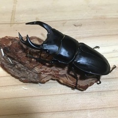 極太血統 GORDON-R 使用済み♀のみ単品 上阿古谷産オオクワガタ
