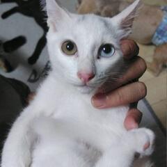 白猫２匹♂️♀️、黒猫2匹♂️
