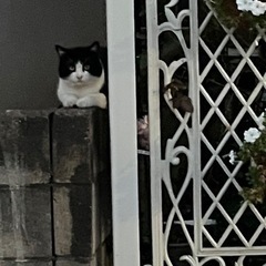 ハチワレ君🐈‍⬛他サイトで決まりました