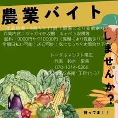急募‼️農業バイト‼️日払い、送迎可能