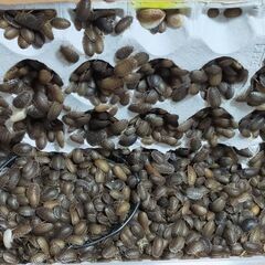 デュビアSS(～1cm) 50匹