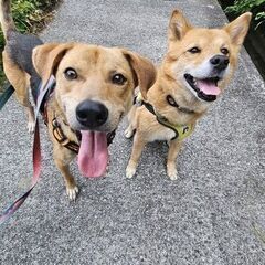 見た目ビーグル風味のナッシー君。優しくてとっても温厚な性格のイケ...