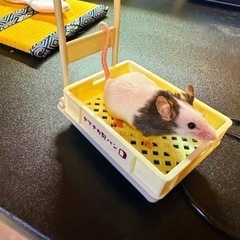 パンダマウス