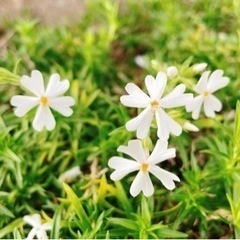 芝桜　白色の画像