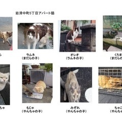 キャットフードを譲ってください