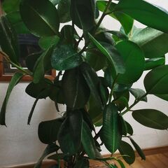 ■ゴムの木　観葉植物　直接渡し商品　格安　大の画像