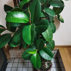 ■ゴムの木　観葉植物　直接渡し商品　格安　大