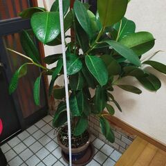 ■ゴムの木　観葉植物　直接渡し商品　格安　大の画像