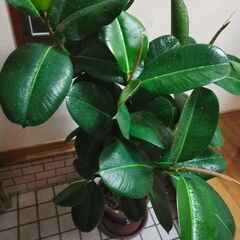 ■ゴムの木　観葉植物　直接渡し商品　格安　大の画像