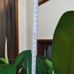 ■ゴムの木　観葉植物　直接渡し商品　格安　大の画像