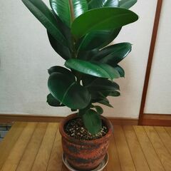 ■ゴムの木　観葉植物　直接渡し商品　格安 中の画像