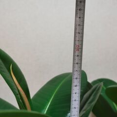 ■ゴムの木　観葉植物　直接渡し商品　格安 中の画像