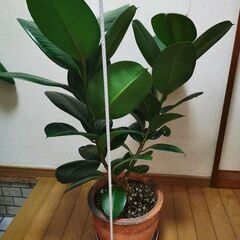 ■ゴムの木　観葉植物　直接渡し商品　格安 中の画像