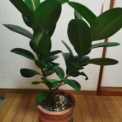 ■ゴムの木　観葉植物　直接渡し商品　格安 中の画像