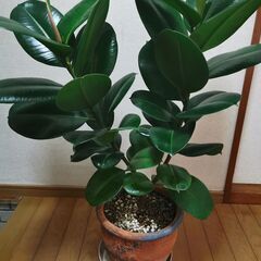 ■ゴムの木　観葉植物　直接渡し商品　格安 中