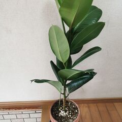 【最終値引き】■ゴムの木　W　観葉植物 直接渡し商品　格安の画像